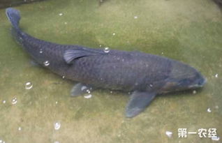 養(yǎng)青魚注意事項