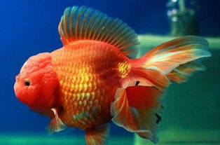 獅子頭金魚家庭飼養(yǎng)注意事項(xiàng)