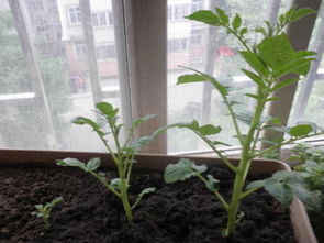 陽臺種植豆角注意事項,陽臺種植草莓注意事項,陽臺種植百香果的注意事項