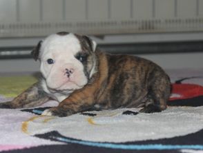 法國斗牛幼犬注意事項(xiàng)