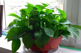 綠蘿的養(yǎng)殖方法和注意事項