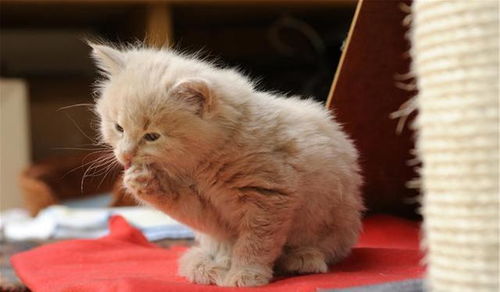 換牙,注意事項(xiàng)