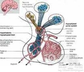 胃息肉切除后注意事項(xiàng),息肉切除后注意事項(xiàng),做了腦垂體手術(shù)后注意事項(xiàng)