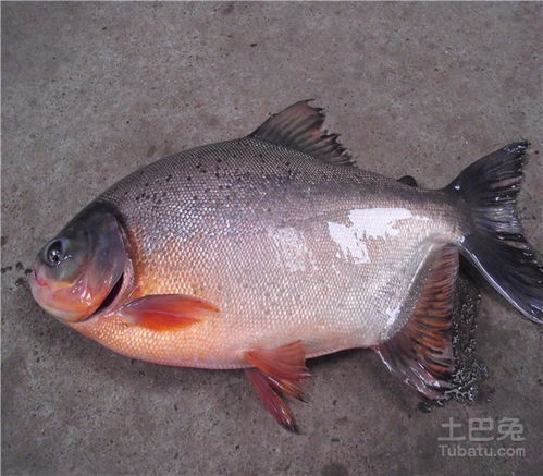 注意事項,黃鰭鯧