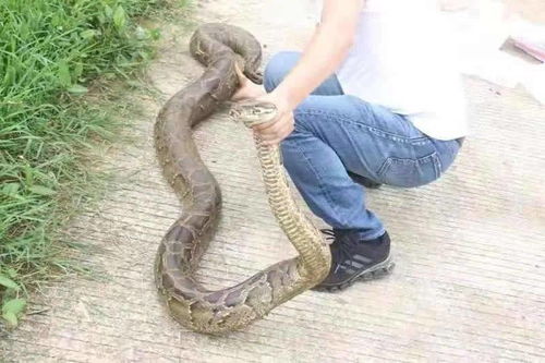 蟒蛇,注意事項(xiàng)