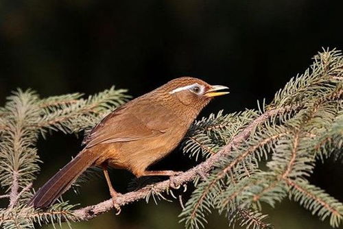 夏天養(yǎng)畫眉鳥注意事項(xiàng)