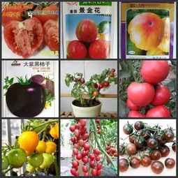 番茄苗移栽需要注意事項