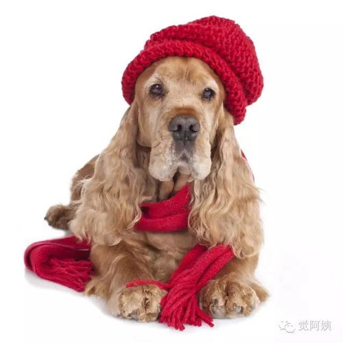 英國(guó),養(yǎng)狗,注意事項(xiàng)