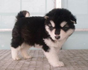 美國(guó)阿拉斯加注意事項(xiàng)?,阿拉斯加飼養(yǎng)注意事項(xiàng),阿拉斯加飲食注意事項(xiàng)