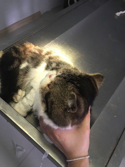 公貓去勢(shì)前注意事項(xiàng),公貓去勢(shì)的手術(shù)過程及注意事項(xiàng),公貓去勢(shì)手術(shù)后注意事項(xiàng)