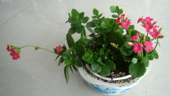 長壽花換盆的注意事項(xiàng),長壽花冬季換盆注意事項(xiàng),長壽花春季換盆注意事項(xiàng)