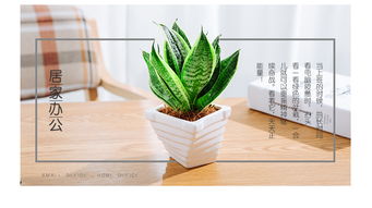 虎尾蘭的養(yǎng)殖方法和注意事項(xiàng),棒葉虎尾蘭的養(yǎng)殖方法和注意事項(xiàng),虎尾蘭養(yǎng)殖方法和注意事項(xiàng)有哪些