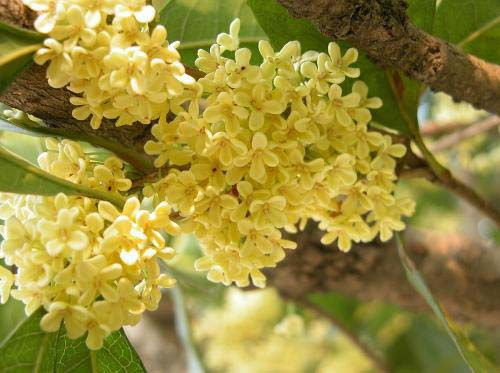 重壓,主干,注意事項