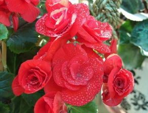 麗格海棠冬天的養(yǎng)殖方法和注意事項(xiàng)