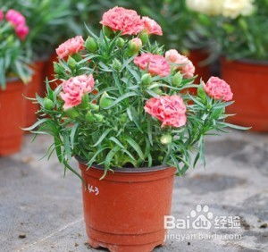 石竹康乃馨的種植方法和注意事項(xiàng),康乃馨種子的種植方法和注意事項(xiàng),康乃馨盆栽種植方法和注意事項(xiàng)