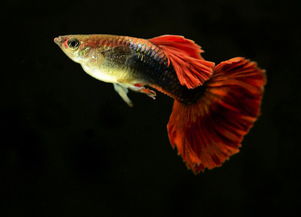 孔雀魚繁殖注意事項(xiàng),孔雀魚飼養(yǎng)注意事項(xiàng),新手養(yǎng)孔雀魚注意事項(xiàng)