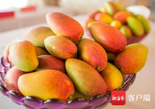 三亞芒果郵寄注意事項