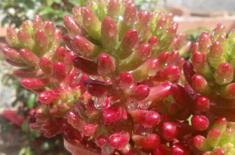 繁殖,注意事項(xiàng)