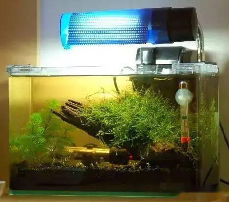 魚缸,注意事項(xiàng),換水