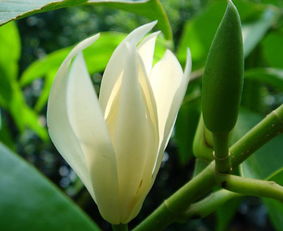 養(yǎng)殖,注意事項,方法,白蘭花