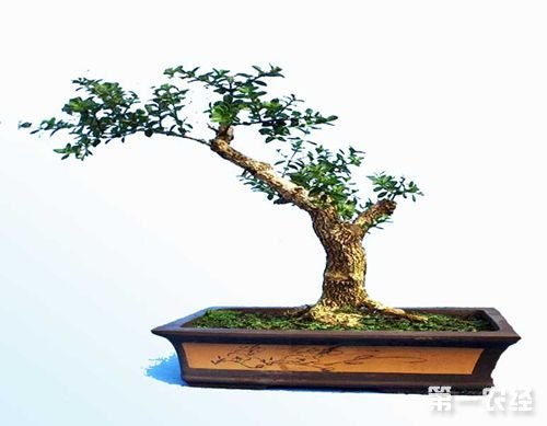 盆景養(yǎng)護(hù)管理注意事項(xiàng)