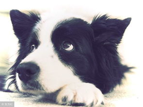 邊牧哺乳期間注意事項(xiàng)