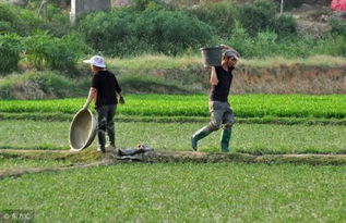 草銨膦除草劑使用方法及注意事項(xiàng),草銨膦的作用及注意事項(xiàng),草銨膦的使用方法和注意事項(xiàng)