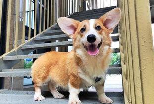 柯基應該注意事項