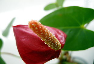 水培紅掌的養(yǎng)殖方法和注意事項(xiàng),紅掌的養(yǎng)殖方法和注意事項(xiàng)澆水,花卉紅掌的養(yǎng)殖方法和注意事項(xiàng)