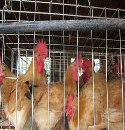 夏天飼養(yǎng)雞注意事項