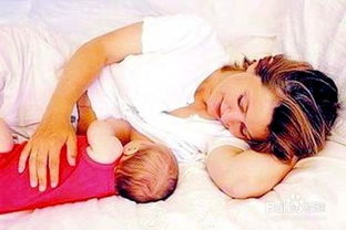 哺乳期懷孕的注意事項,懷孕初期注意事項,貓咪懷孕注意事項