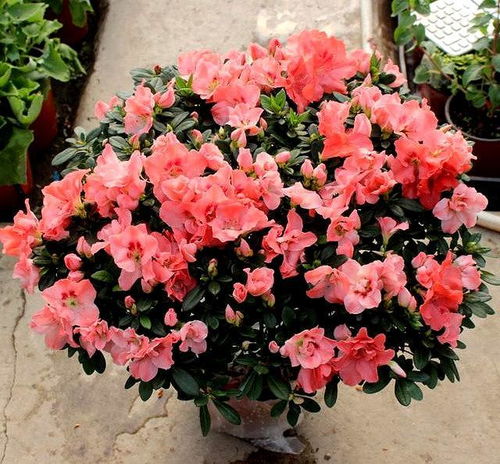 小葉杜鵑注意事項(xiàng)