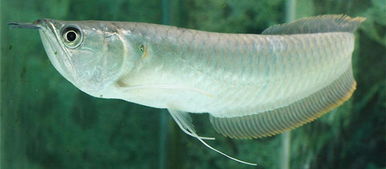 楊銀龍魚得注意事項(xiàng)