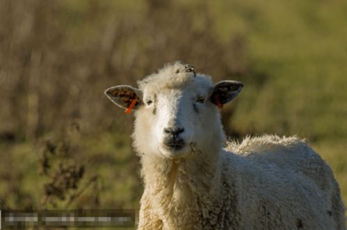 羔羊去勢注意事項(xiàng)