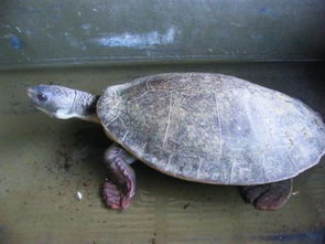 要注意,放生,事項(xiàng)