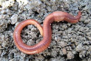 蚯蚓,養(yǎng)殖,注意事項(xiàng)