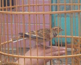 百靈雛鳥(niǎo)的飼養(yǎng)及注意事項(xiàng)