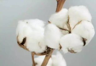 棉花存儲(chǔ)的注意事項(xiàng),棉花雜交的注意事項(xiàng),棉花娃娃注意事項(xiàng)