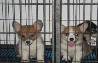 柯基絕育后注意事項,柯基配種有什么注意事項,柯基打疫苗后注意事項