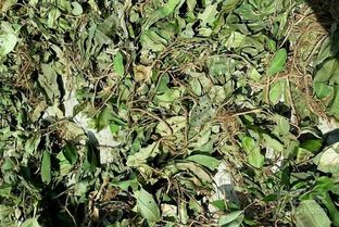 卡琦花蒂瑪注意事項