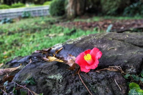 養(yǎng)殖,注意事項(xiàng),家庭