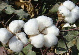 棉花,注意事項(xiàng)