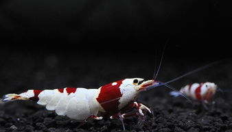 水晶蝦養(yǎng)殖及注意事項