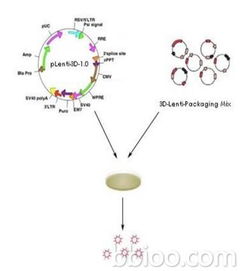 病毒轉(zhuǎn)染注意事項(xiàng)