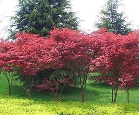 孔雀魚繁殖注意事項(xiàng),牡丹鸚鵡繁殖注意事項(xiàng),倉(cāng)鼠繁殖注意事項(xiàng)