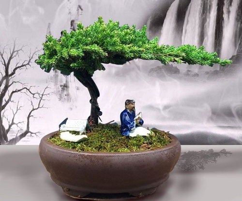 紫薇盆景的養(yǎng)護(hù)及注意事項(xiàng),榆樹盆景養(yǎng)護(hù)和注意事項(xiàng),博蘭盆景養(yǎng)護(hù)注意事項(xiàng)