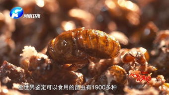 吃知了注意事項猴