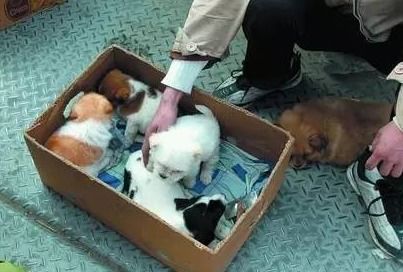 接生,注意事項(xiàng),薩摩耶