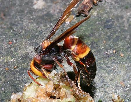 胡蜂,注意事項(xiàng)