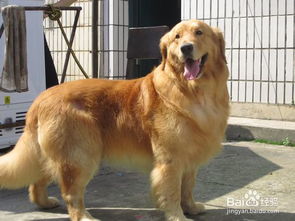 養(yǎng)小金毛的注意事項(xiàng),金毛狗蕨的養(yǎng)殖方法和注意事項(xiàng),金毛洗澡注意事項(xiàng)